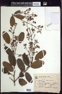 Heteropterys byrsonimifolia image