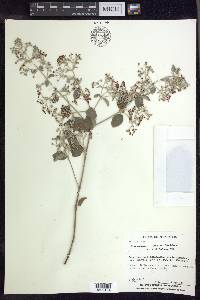 Banisteriopsis muricata image