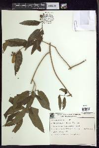 Heteropterys bicolor image