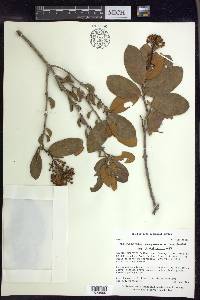 Heteropterys chrysophylla image