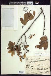 Heteropterys byrsonimifolia image