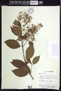 Banisteriopsis muricata image