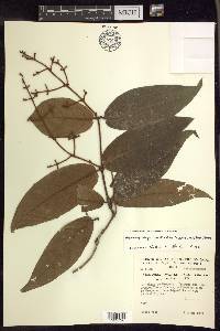 Heteropterys cordifolia image