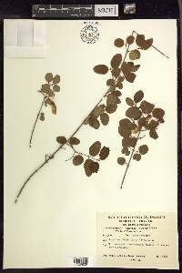 Heteropterys dumetorum image
