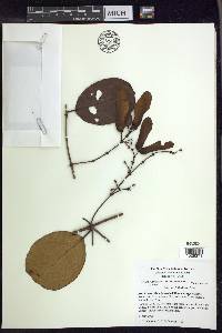 Heteropterys aureosericea image