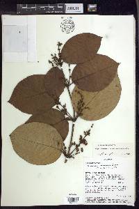 Heteropterys aureosericea image