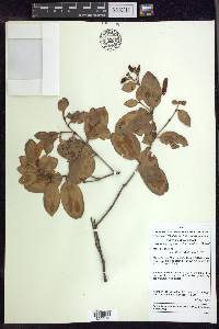 Heteropterys arenaria image