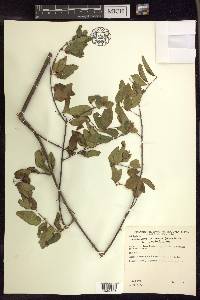 Heteropterys dumetorum image