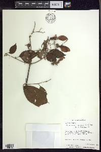 Banisteriopsis muricata image