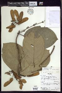 Heteropterys aureosericea image