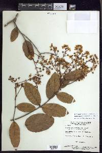 Heteropterys byrsonimifolia image