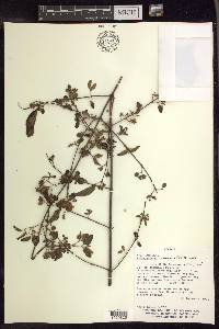 Heteropterys dumetorum image