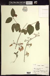 Heteropterys dumetorum image