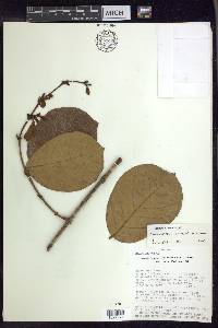 Heteropterys aureosericea image