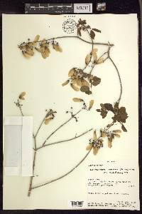 Heteropterys dumetorum image