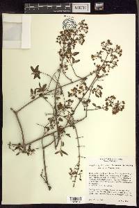Heteropterys dumetorum image