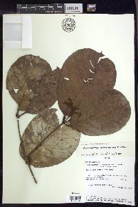 Heteropterys aureosericea image