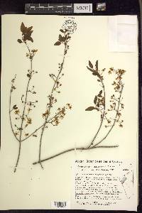 Heteropterys dumetorum image