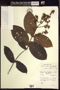 Heteropterys cordifolia image