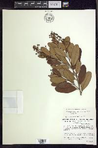 Heteropterys alternifolia image