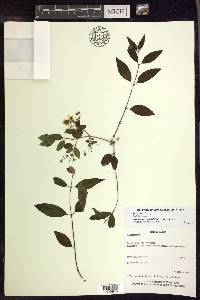 Heteropterys dumetorum image