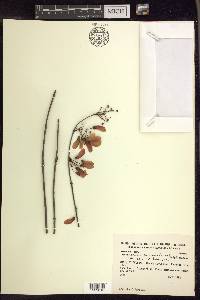 Heteropterys dumetorum image