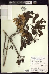 Heteropterys dumetorum image