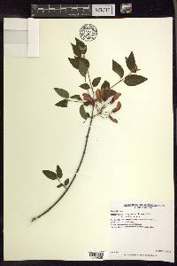 Heteropterys dumetorum image