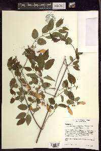 Heteropterys dumetorum image