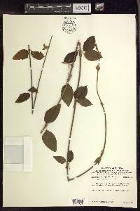 Heteropterys dumetorum image