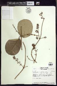Heteropterys aureosericea image