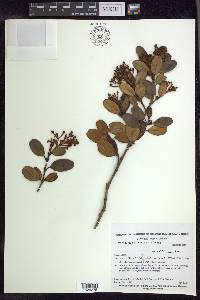 Heteropterys arenaria image