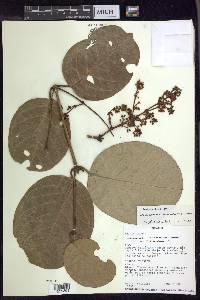 Heteropterys aureosericea image