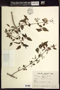 Heteropterys dumetorum image