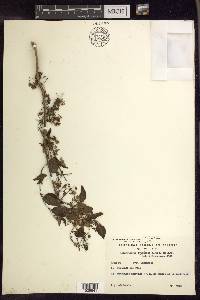 Heteropterys dumetorum image