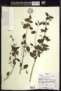 Heteropterys dumetorum image