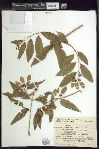 Heteropterys bicolor image