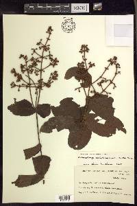 Heteropterys cordifolia image