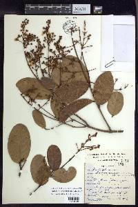 Heteropterys byrsonimifolia image