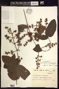 Heteropterys cordifolia image