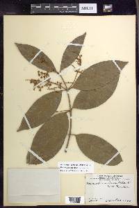 Heteropterys laurifolia image