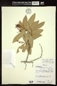 Heteropterys laurifolia image