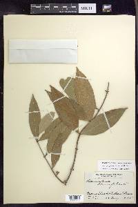 Heteropterys laurifolia image