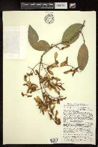 Heteropterys laurifolia image