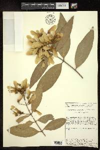 Heteropterys laurifolia image