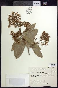 Heteropterys laurifolia image