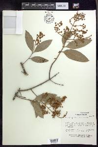 Heteropterys laurifolia image