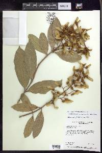 Heteropterys laurifolia image