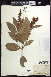 Heteropterys laurifolia image