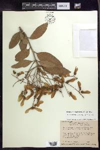 Heteropterys laurifolia image